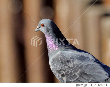 ハト目ハト科カワラバト属　ドバト 122169091