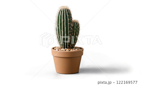 Two tall green cacti growing together in a light brown pot on a white background 122169577
