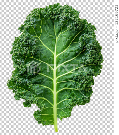 Detailed close-up of a green leaf showcasing intricate vein patterns against a white background 122169723
