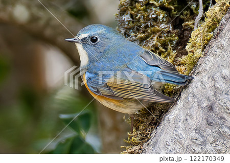 木の斜面に留まるルリビタキ 122170349