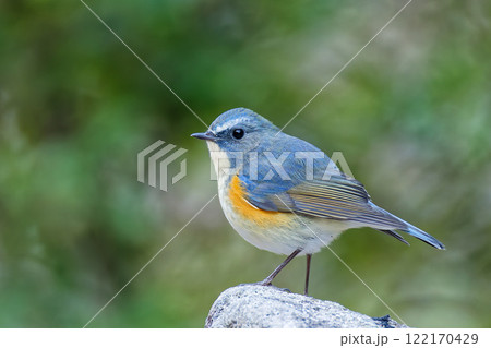 岩の上で膨羽するルリビタキの雄 122170429