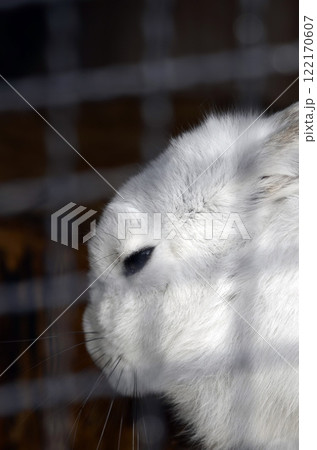 ウサギ ウサギ 122170607