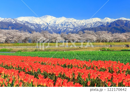 【富山県】あさひ舟川 春の四重奏(満開の桜とチューリップと北アルプス) 【富山県】あさひ舟川 春の四重奏(満開の桜とチューリップと北アルプス) 122170642