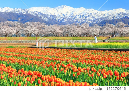 【富山県】あさひ舟川 春の四重奏（満開の桜とチューリップと菜の花と北アルプス） 122170646