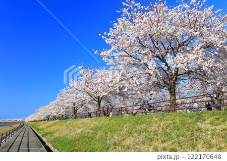 【富山県】あさひ舟川べりの満開の桜並木 122170648