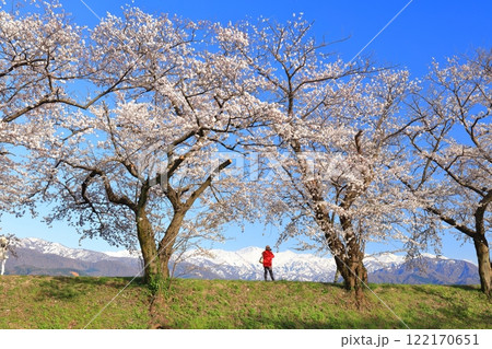 【富山県】あさひ舟川べりの満開の桜並木と北アルプス 122170651