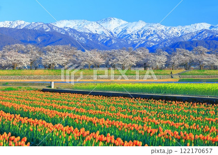 【富山県】あさひ舟川 春の四重奏（満開の桜とチューリップと菜の花と北アルプス） 122170657
