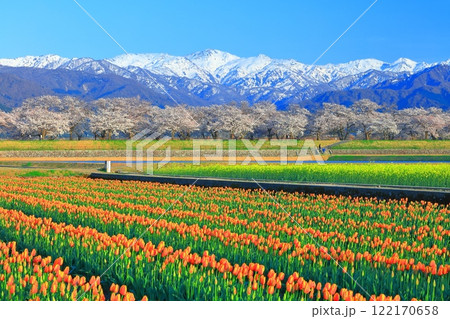【富山県】あさひ舟川 春の四重奏（満開の桜とチューリップと菜の花と北アルプス） 122170658