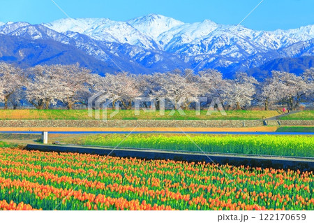 【富山県】あさひ舟川 春の四重奏（満開の桜とチューリップと菜の花と北アルプス） 122170659