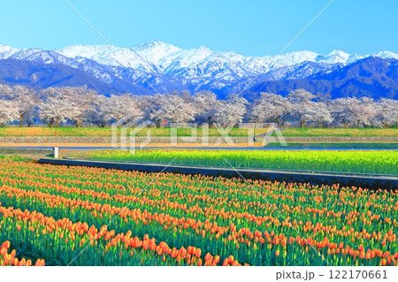 【富山県】あさひ舟川 春の四重奏（満開の桜とチューリップと菜の花と北アルプス） 122170661