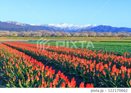 【富山県】あさひ舟川 春の四重奏（満開の桜とチューリップと北アルプス） 122170662