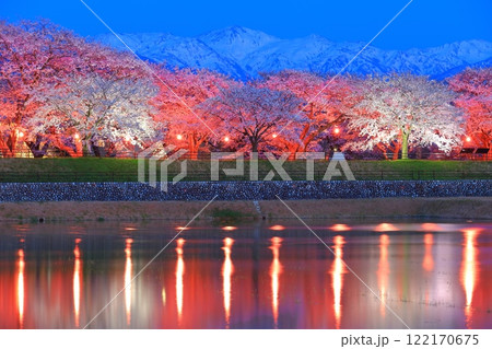 【富山県】あさひ舟川べりの満開の夜桜と北アルプスのシンメトリー 122170675