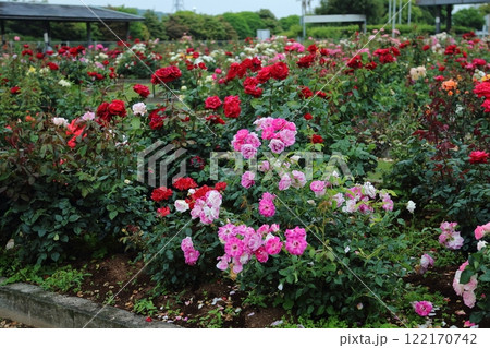 荒尾市　おもやい市民花壇　バラの花、 122170742