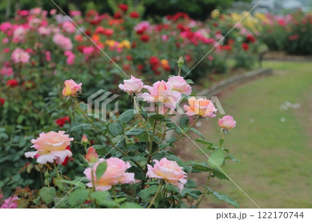 荒尾市 おもやい市民花壇 バラの花、 荒尾市 おもやい市民花壇 バラの花、 122170744