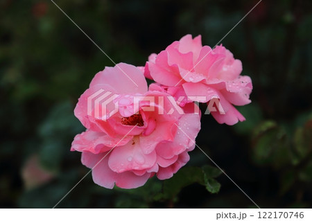 荒尾市　おもやい市民花壇　バラの花、 122170746