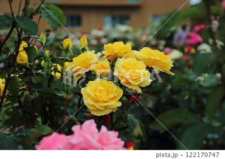 荒尾市 おもやい市民花壇 バラの花、 荒尾市 おもやい市民花壇 バラの花、 122170747