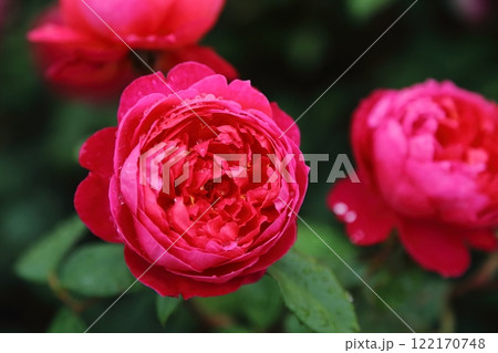 荒尾市 おもやい市民花壇 バラの花、 荒尾市 おもやい市民花壇 バラの花、 122170748