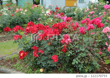荒尾市　おもやい市民花壇　バラの花、 122170755