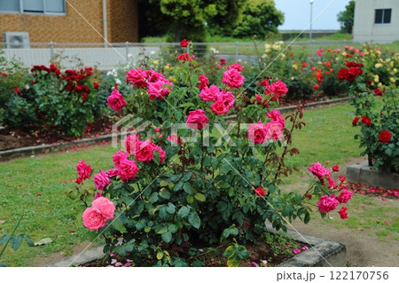 荒尾市　おもやい市民花壇　バラの花、 122170756