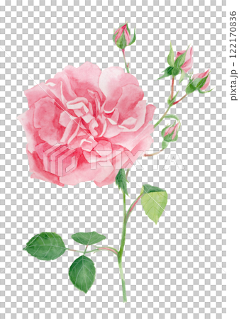 Watercolor illustration of pink rose flowers and buds 122170836