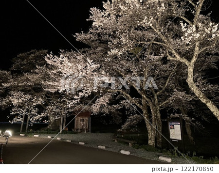 弘法桜のライトアップ 122170850