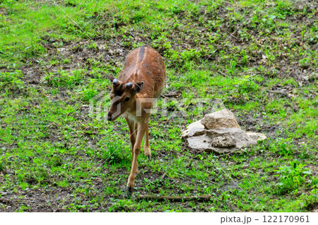Young deer grazing on a green meadow 122170961