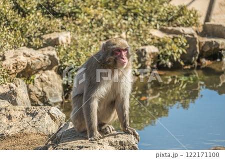 ニホンザル　嵐山モンキーパークいわたやま 122171100