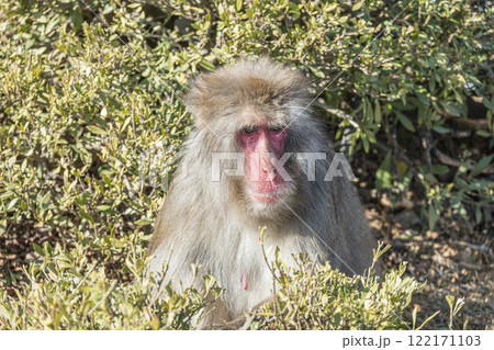 ニホンザル 嵐山モンキーパークいわたやま ニホンザル 嵐山モンキーパークいわたやま 122171103