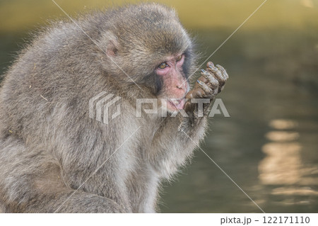 池で遊ぶニホンザル　嵐山モンキーパークいわたやま 122171110