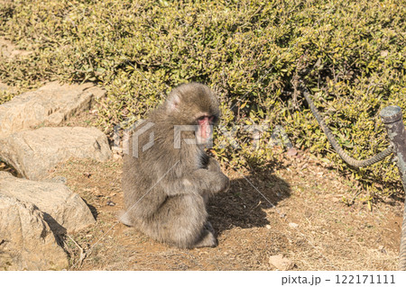 ニホンザル　嵐山モンキーパークいわたやま 122171111