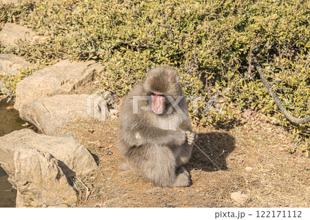 ニホンザル 嵐山モンキーパークいわたやま ニホンザル 嵐山モンキーパークいわたやま 122171112