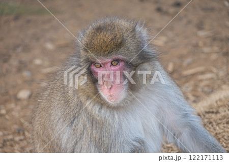 ニホンザル　嵐山モンキーパークいわたやま 122171113