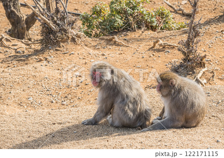 ニホンザル　嵐山モンキーパークいわたやま 122171115