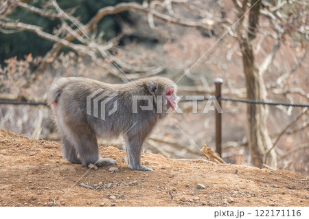 ニホンザル　嵐山モンキーパークいわたやま 122171116