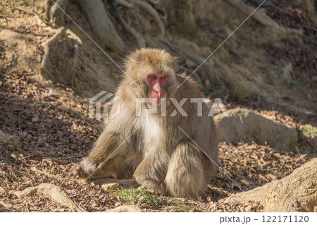 ニホンザル　嵐山モンキーパークいわたやま 122171120