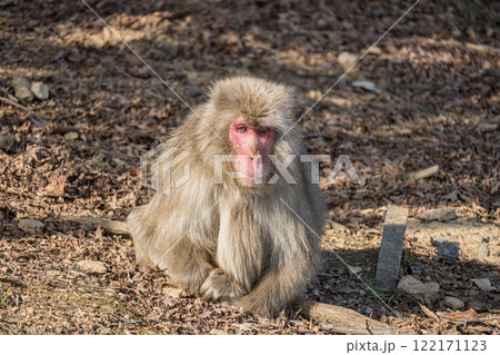 ニホンザル 嵐山モンキーパークいわたやま ニホンザル 嵐山モンキーパークいわたやま 122171123