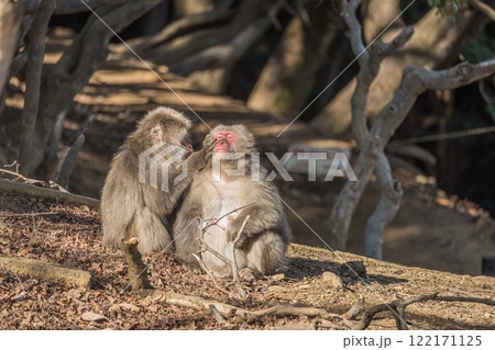 毛づくろいするニホンザル 嵐山モンキーパークいわたやま 毛づくろいするニホンザル 嵐山モンキーパークいわたやま 122171125