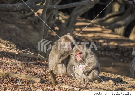 毛づくろいするニホンザル 嵐山モンキーパークいわたやま 毛づくろいするニホンザル 嵐山モンキーパークいわたやま 122171126