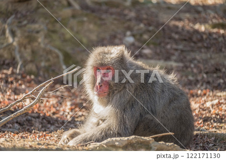 ニホンザル　嵐山モンキーパークいわたやま 122171130