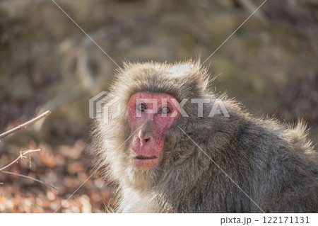 ニホンザル　嵐山モンキーパークいわたやま 122171131
