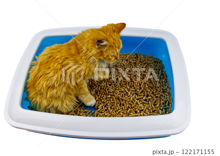 Ginger cat in cat's litter box isolated on white background Ginger cat in cat's litter box isolated on white background 122171155