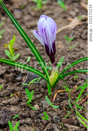 Purple crocus flowers in the garden on spring Purple crocus flowers in the garden on spring 122171214