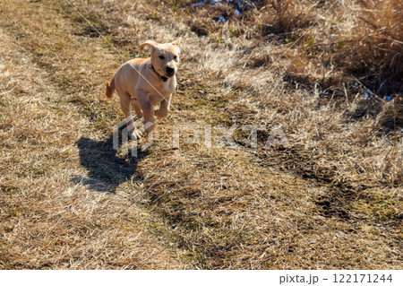 Cute labrador retriever puppy running on a meadow 122171244