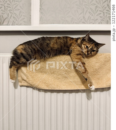 Cute female calico cat lying and warming up on the towel on a heating radiator. 122171466