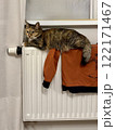 Cute female calico cat lying and warming up on the heating radiator 122171467