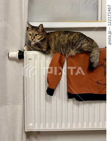 Cute female calico cat lying and warming up on the heating radiator 122171467