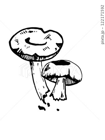 mushroom vector skatch on white background 122171592