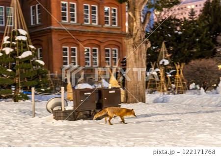 突然現れたキタキツネ　旧北海道庁（赤れんが庁舎）　北海道札幌市 122171768