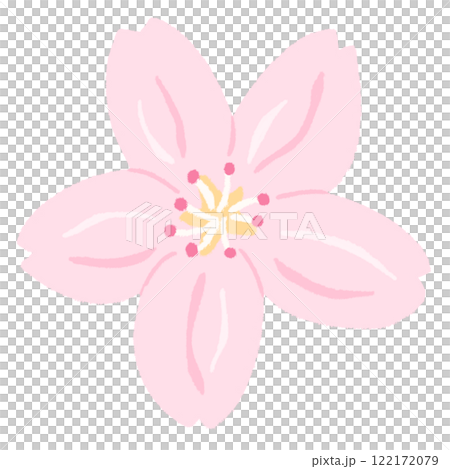 Simple and cute cherry blossoms Simple and cute cherry blossoms 122172079
