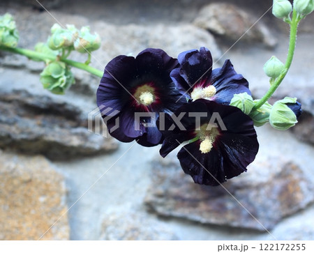 Flower of Alcea rosea Nigra, known as Black hollyhock used as medicinal herb. Flower of Alcea rosea Nigra, known as Black hollyhock used as medicinal herb. 122172255